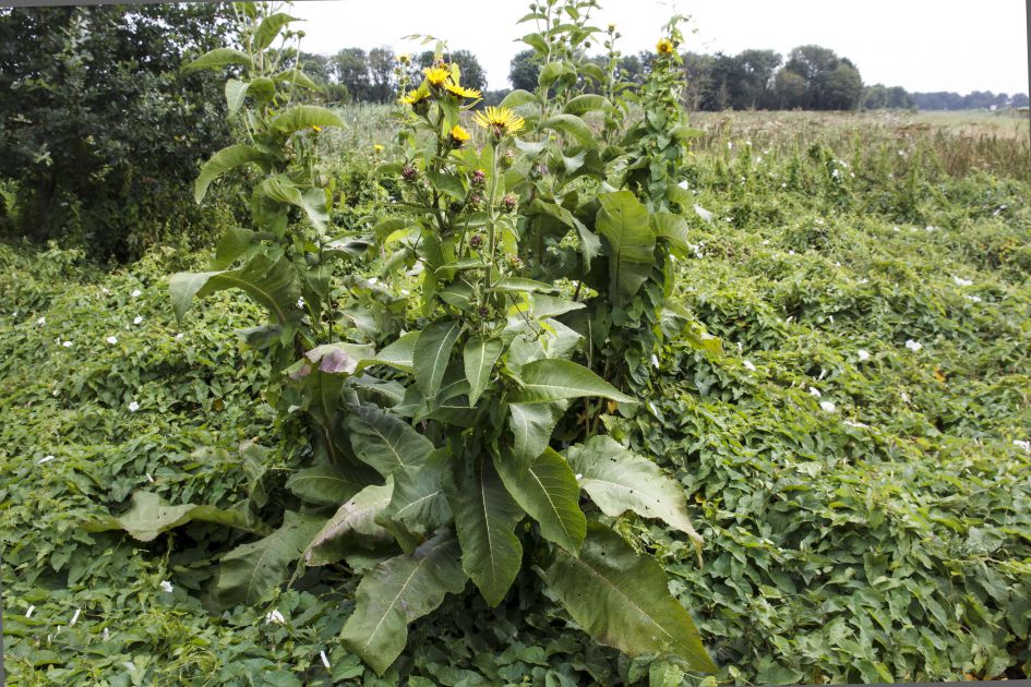 een exemplaar uit de akkermelkdistelfamilie?